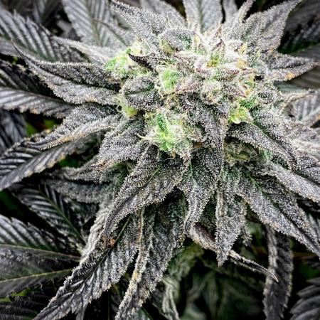 Moby Dick by Kannabia