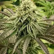 Mataró Blue by Kannabia