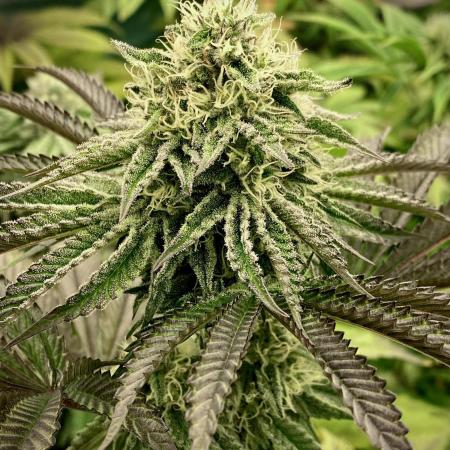 Mataró Blue by Kannabia