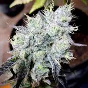 Apple Fritter BioBoost vs Apple Fritter