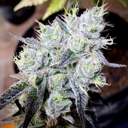 Apple Fritter BioBoost vs Apple Fritter