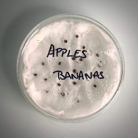 Apples and Bananas