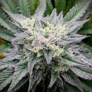 Apple Fritter BioBoost vs Apple Fritter