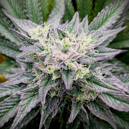 Apple Fritter BioBoost vs Apple Fritter