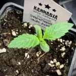 Strawberry Haze Auto by Kannabia