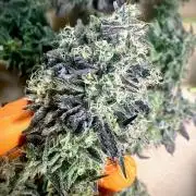 Mataró Blue by Kannabia