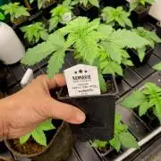 Apple Fritter BioBoost vs Apple Fritter