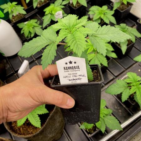 Apple Fritter BioBoost vs Apple Fritter