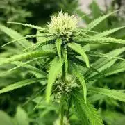 Amnesia OG TEST PHASE