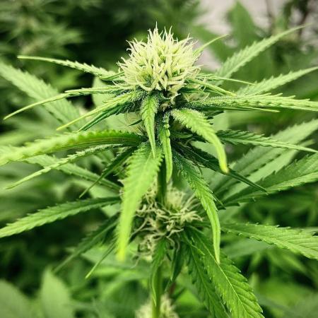 Amnesia OG TEST PHASE