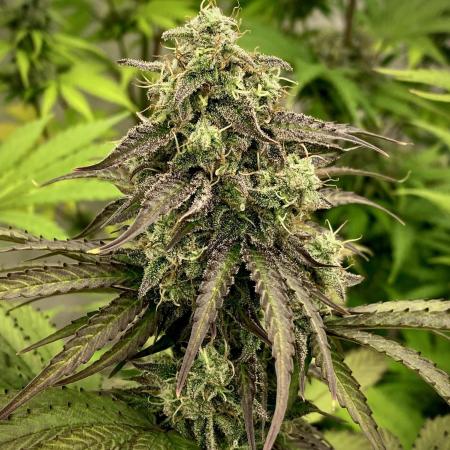 Strawberry Haze Auto by Kannabia