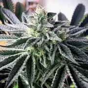 Mataró Blue by Kannabia