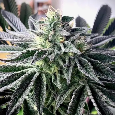 Mataró Blue by Kannabia