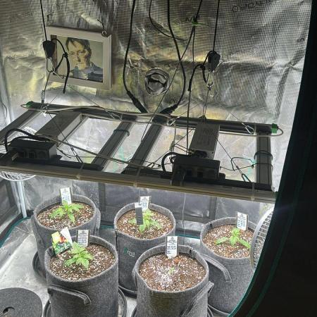 Black Runtz & MilkyWay - Eng/Ger