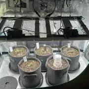 Black Runtz & MilkyWay - Eng/Ger