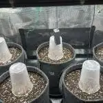 Black Runtz Automatic - Eng/Ger