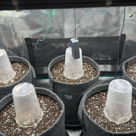 Black Runtz Automatic - Eng/Ger