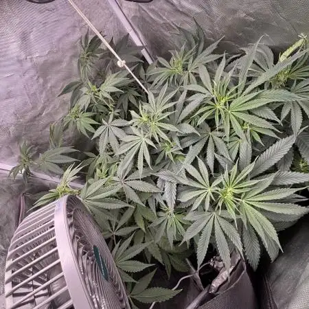 Orange Bud 2.0 , Super Silver haze