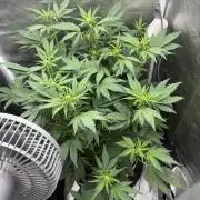 Banana purple punch auto 40L grow