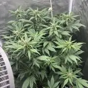 Banana purple punch auto 40L grow