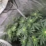 Orange Bud 2.0 , Super Silver haze