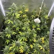Gorilla Cookies Auto 40L grow