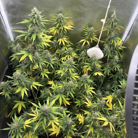 Gorilla Cookies Auto 40L grow