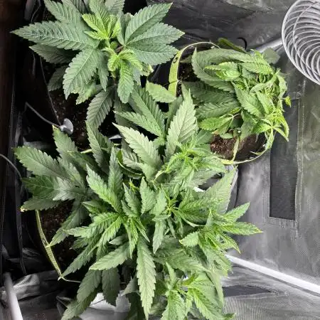 Orange Bud 2.0 , Super Silver haze