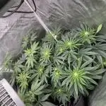 Orange Bud 2.0 , Super Silver haze