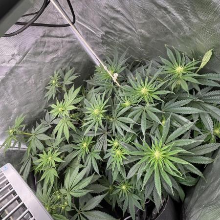 Orange Bud 2.0 , Super Silver haze