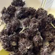 Banana purple punch auto 40L grow