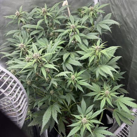 Banana purple punch auto 40L grow