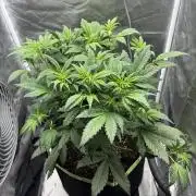 Banana purple punch auto 40L grow