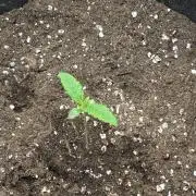 Banana purple punch auto 40L grow