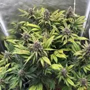 Banana purple punch auto 40L grow