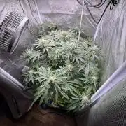 Orange Bud 2.0 , Super Silver haze