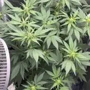 Banana purple punch auto 40L grow