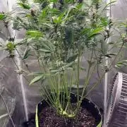 Banana purple punch auto 40L grow