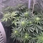 Orange Bud 2.0 , Super Silver haze