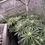 Orange Bud 2.0 , Super Silver haze