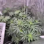 Orange Bud 2.0 , Super Silver haze