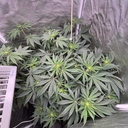 Orange Bud 2.0 , Super Silver haze