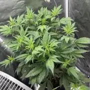 Banana purple punch auto 40L grow