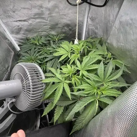 Orange Bud 2.0 , Super Silver haze
