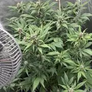 Banana purple punch auto 40L grow