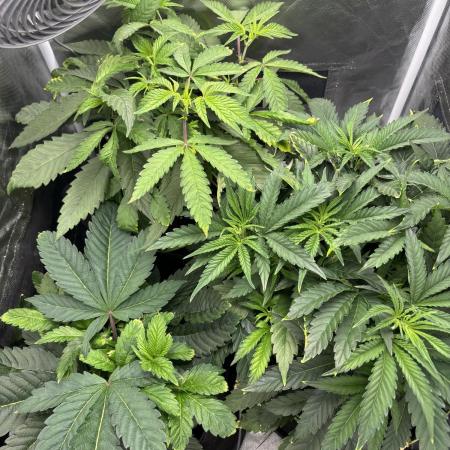 Orange Bud 2.0 , Super Silver haze