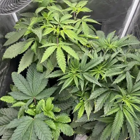 Orange Bud 2.0 , Super Silver haze