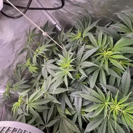 Orange Bud 2.0 , Super Silver haze