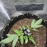 Banana purple punch auto 40L grow