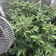 Banana purple punch auto 40L grow